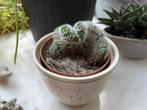 Cactus Waaier - in leuke cache-pot, Ophalen of Verzenden, Cactus, In pot, Volle zon
