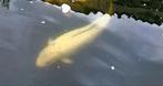 Witte Japanse koi 50 á 60 cm, Dieren en Toebehoren, Vissen | Vijvervissen