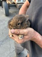 Dwergkonijn - vrouwtje, Dieren en Toebehoren, Konijnen, Vrouwelijk, Dwerg, 0 tot 2 jaar