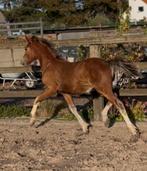 Welsh pony Sectie C hengstveulen, Dieren en Toebehoren, Pony's, Gechipt, 0 tot 2 jaar, Hengst, C pony (1.27m tot 1.37m)