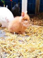Konijntjes te koop!, Dieren en Toebehoren, Konijnen