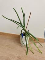 Plante Aloe vera + pot, Huis en Inrichting, Kamerplanten, Ophalen