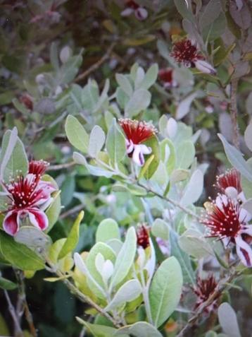 Acea sellowiana, Enlèvement