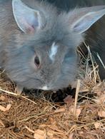 Konijntjes, Dieren en Toebehoren, Konijnen