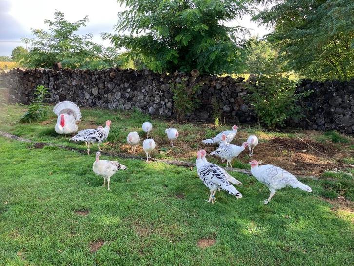 Ronquières kalkoen hermelijn, Dieren en Toebehoren, Pluimvee, Kalkoen, Meerdere dieren