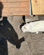 Konijnen/loopeenden, Dieren en Toebehoren, Schapen, Geiten en Varkens, Meerdere dieren