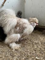 USA zijdehoen showgirl haan - gratis, Dieren en Toebehoren, Pluimvee