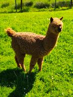 Prachtige handtamme alpaca hengst
