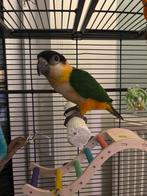 Handtam zwartkop caique, Dieren en Toebehoren, Vogels | Parkieten en Papegaaien