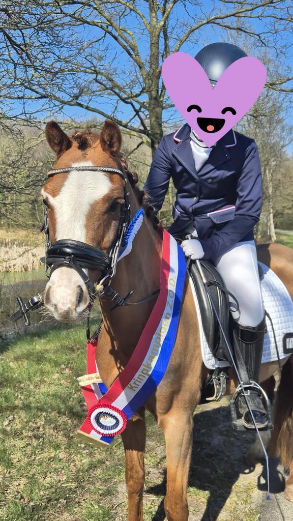 Knappe c kinderpony, Dieren en Toebehoren, Pony's, Ruin, L, C pony (1.27m tot 1.37m), Dressuurpony, 7 tot 10 jaar, Met stamboom