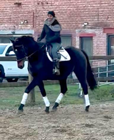 Cheval brun super courageux pour débutants, Animaux & Accessoires, Poneys, Hongre