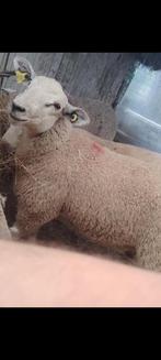 Mouton à vendre, Dieren en Toebehoren, Mannelijk, Schaap, 0 tot 2 jaar