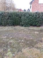 Laurier en rhododendron 45euro per stuk, Ophalen, Laurier