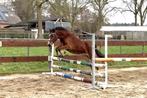 Super brave 3 jarige C-pony ruin Welsh dressuur sprinpony, Dieren en Toebehoren, Minder dan 160 cm, Gechipt, Ruin, Dressuurpaard
