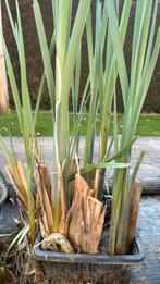 Grote lisdodde, Tuin en Terras, Ophalen, Vaste plant, Vijverplanten