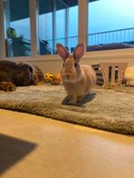 Gecastreerde dame zoekt nieuw 5* huisje, Dieren en Toebehoren, Konijnen, Vrouwelijk, Middelgroot, 3 tot 5 jaar
