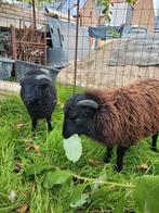 OUESSANT ramlammeren, Dieren en Toebehoren, Schapen, Geiten en Varkens, Mannelijk, Schaap, 0 tot 2 jaar