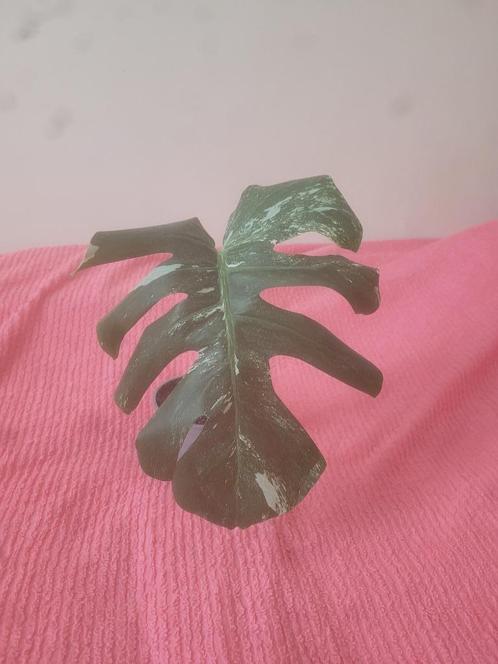 De Monstera Deliciosa “Variegata” plant, Huis en Inrichting, Kamerplanten, Overige soorten, Minder dan 100 cm, Groene kamerplant