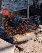Cochin kriel haantjes, Dieren en Toebehoren