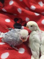 Agapornis roseicollie babys handtam, Dieren en Toebehoren, Vogels | Parkieten en Papegaaien, Tam