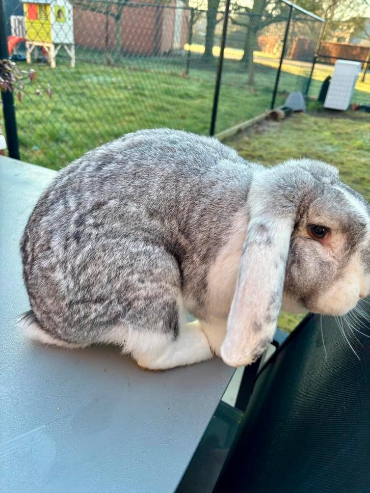 Franse hangoor chinchilla voedster, Dieren en Toebehoren, Konijnen, Groot, Vrouwelijk, 0 tot 2 jaar, Hangoor
