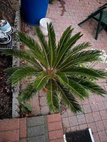 Vredespalm Cycas revoluta beschikbaar voor biedingen