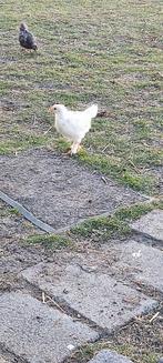 Kippen kuikens, Dieren en Toebehoren, Pluimvee