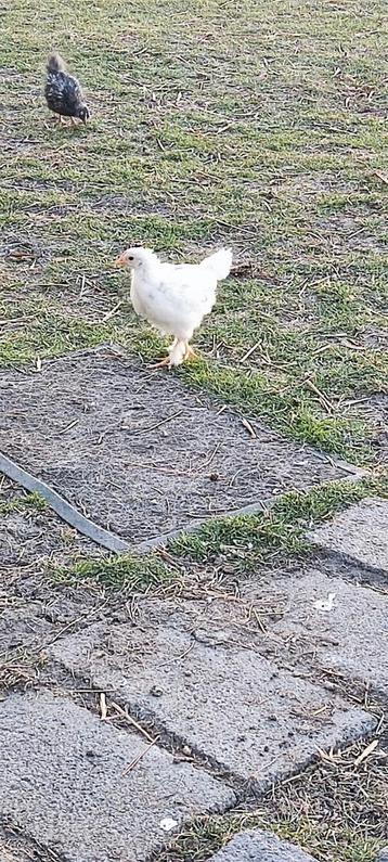 Kippen kuikens  beschikbaar voor biedingen
