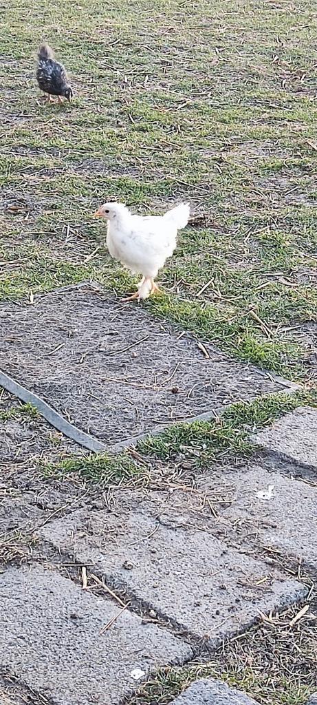 Kippen kuikens, Dieren en Toebehoren, Pluimvee