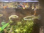 endlers guppy, Vis, Zoetwatervis, Schoolvis