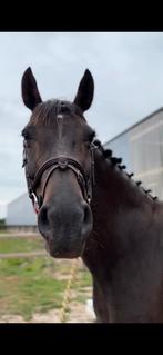 Knappe 17j merrie te koop, Dieren en Toebehoren, Paarden, Merrie