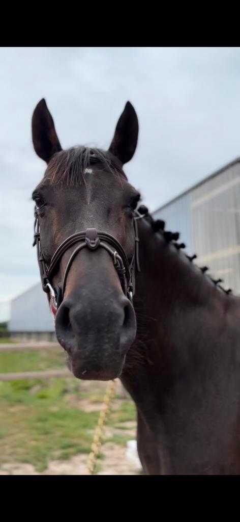 Knappe 17j merrie te koop, Dieren en Toebehoren, Paarden, Merrie