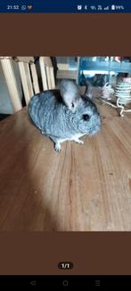 Chinchilla, Animaux & Accessoires, Rongeurs, Plusieurs animaux, Chinchilla, Domestique