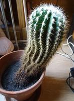 Oude cactus / 'Schoonmoeders Kussen', Huis en Inrichting, Ophalen of Verzenden, Cactus