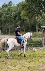 8-jarige Arabische paard, Dieren en Toebehoren, Paarden, Ruin, Zadelmak, 7 tot 10 jaar, 160 tot 165 cm