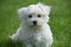 Maltezer pups klein blijvend, België, Maltezer, Reu, 8 tot 15 weken