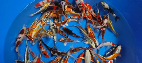 JAPANSE KOI, Dieren en Toebehoren, Vissen | Vijvervissen, Karper of Koi