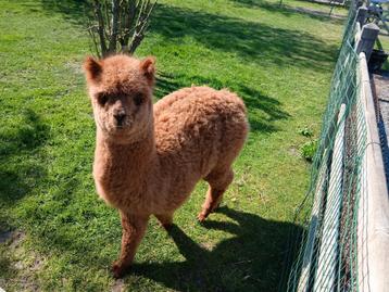 Alpaca