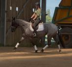 All- around einde maat D merrie, Dieren en Toebehoren, Pony's, Merrie, 3 tot 6 jaar, L, Gechipt