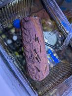 Jonge Ancistrus / Borstelneuspleco’s – 3–4 weken, Animaux & Accessoires, Poissons | Poissons d'aquarium