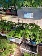 Tomaten struiken, Tuin en Terras, Ophalen