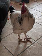 Sussex haan to koop, Dieren en Toebehoren, Mannelijk, Kip