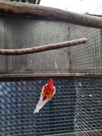 rosella, Dieren en Toebehoren, Geringd