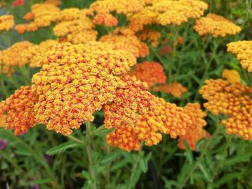 Achillea feuerland beschikbaar voor biedingen