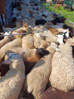 AANKOOP VAN SCHAPEN EN GEITEN, Dieren en Toebehoren, Schapen, Geiten en Varkens, Schaap