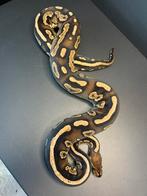 0.1 cinnamon yellowbelly het clown (proven), Dieren en Toebehoren, Reptielen en Amfibieën, Slang, Tam, 3 tot 6 jaar