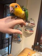 Handtamme roestkop caique, Dieren en Toebehoren, Geslacht onbekend, Papegaai, Pratend