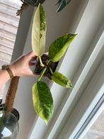 Philodendron Jose Buono, Ophalen of Verzenden