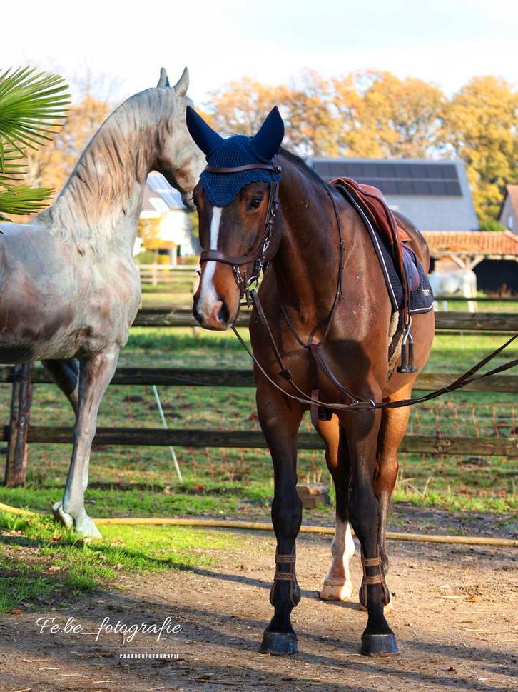 Lieve 5j springgefokte allround ruin, Dieren en Toebehoren, Paarden, Ruin, B, 165 tot 170 cm, 3 tot 6 jaar, Springpaard, Met stamboom