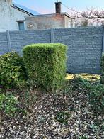 Bambou fargesia rafa, Tuin en Terras, Ophalen, Bamboe